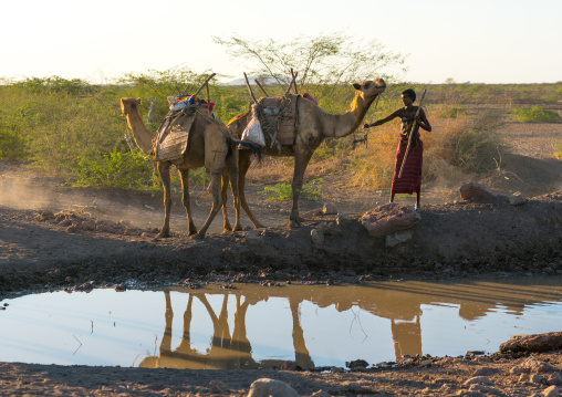 Afar tribe herder with his camels along a waterhole, Afar region, Afambo, Ethiopia