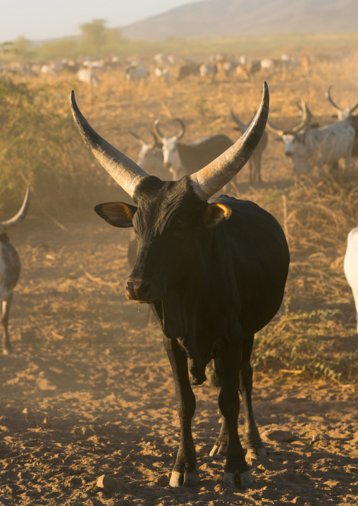 Cow with long horns in an arid area, Afar region, Afambo, Ethiopia