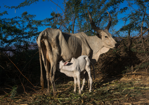 Cows in an afar tribe farm, Afar region, Afambo, Ethiopia