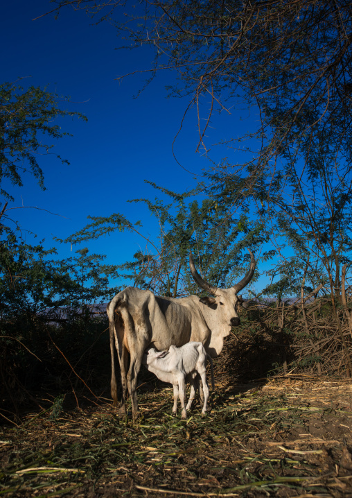 Cows in an afar tribe farm, Afar region, Afambo, Ethiopia