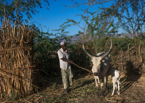 Afar tribe man with hos cows in a farm, Afar region, Afambo, Ethiopia