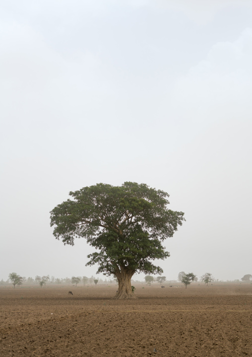 Big tree in a field, Kembata, Alaba kuito, Ethiopia
