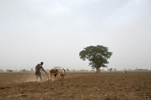 Ethiopian man plowing a field with two oxen, Kembata, Alaba kuito, Ethiopia