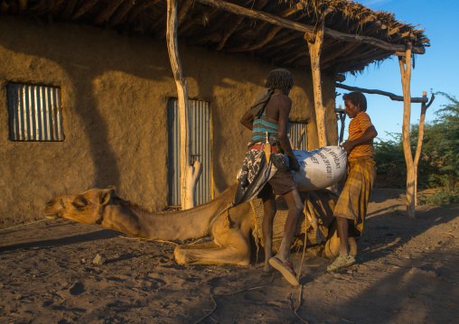 Afar tribe men loading a camel in front of a house, Afar region, Afambo, Ethiopia