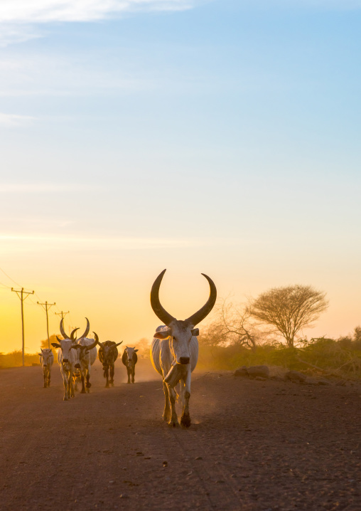Herd of cows on a dusty track in the sunset, Afar region, Afambo, Ethiopia