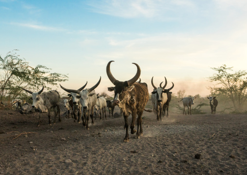 Herd of cows with long horns in an arid and dusty area, Afar region, Afambo, Ethiopia