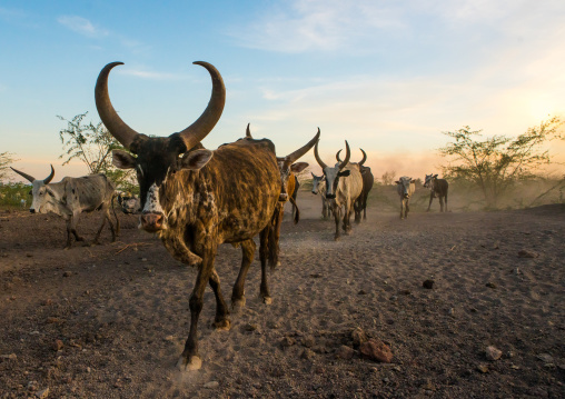 Herd of cows with long horns in an arid and dusty area, Afar region, Afambo, Ethiopia