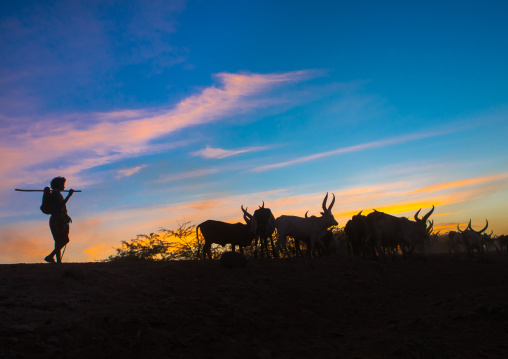 Silhouette of an afar tribe man with his cows at sunset, Afar region, Afambo, Ethiopia