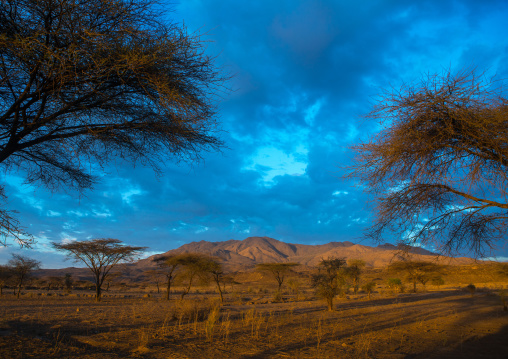 Acacias trees in an arid landscape, Oromia, Metehara, Ethiopia