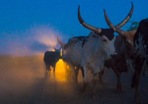 Cows on a dusty road at sunet, Afar region, Afambo, Ethiopia