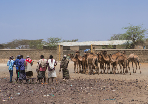 Man presenting his camels for sale in the camel market, Oromia, Metehara, Ethiopia