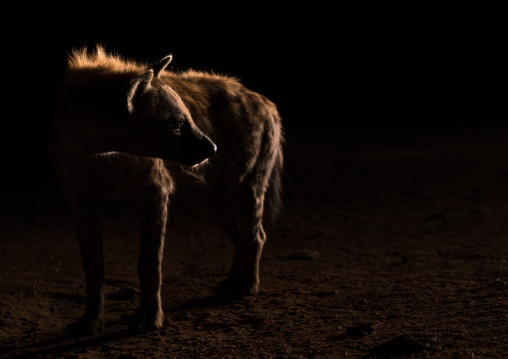 Hyena in the night, Harari region, Harar, Ethiopia