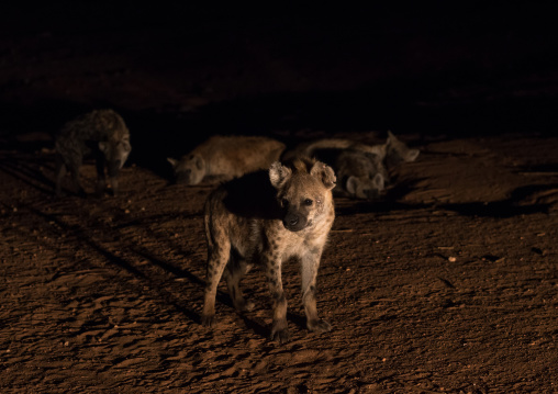 Hyenas in the night, Harari region, Harar, Ethiopia