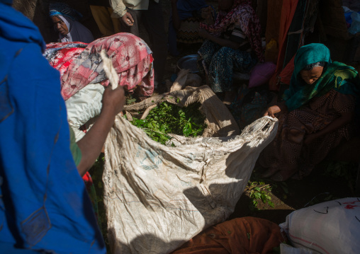Women selling khat in the market near harar, Harari region, Awaday, Ethiopia
