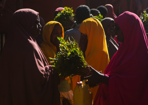 Women selling khat in the market near harar, Harari region, Awaday, Ethiopia