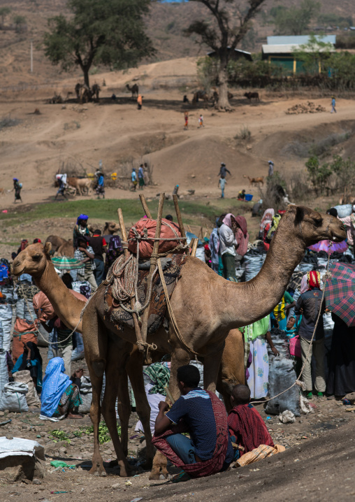 Camel market, Oromo, Sambate, Ethiopia
