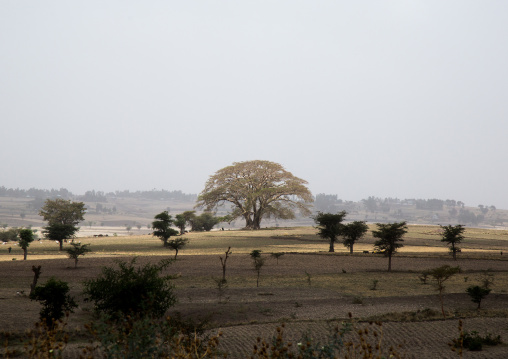 Big tree in a plain, Kembata, Alaba kuito, Ethiopia