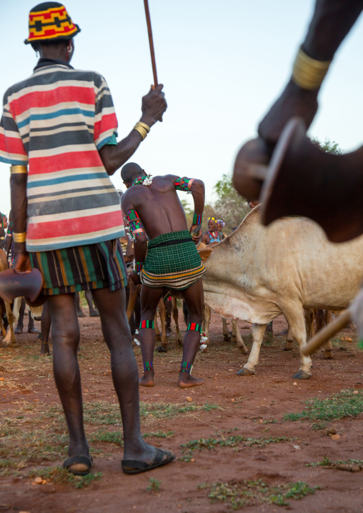 Hamer tribe men lining up the cows for bull jumping ceremony, Omo valley, Turmi, Ethiopia