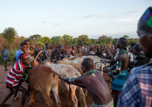Hamer tribe men lining up the cows for bull jumping ceremony, Omo valley, Turmi, Ethiopia