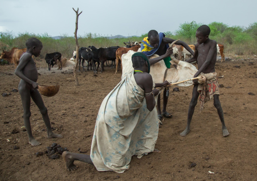 Bodi tribe men taking blood from vein in neck of cow from hole made with arrow, Omo valley, Hana mursi, Ethiopia