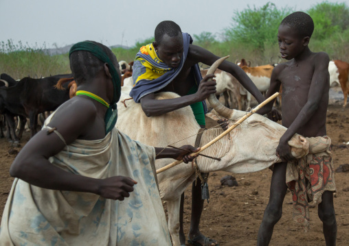 Bodi tribe men taking blood from vein in neck of cow from hole made with arrow, Omo valley, Hana mursi, Ethiopia