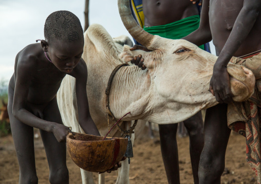 Bodi tribe men collecting blood from a cow, Omo valley, Hana mursi, Ethiopia