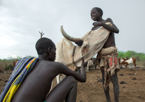 Bodi tribe men collecting blood from a cow, Omo valley, Hana mursi, Ethiopia