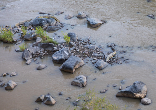 Crocodiles sunning on rock along riverbank in Awash river, Oromia, Awash, Ethiopia