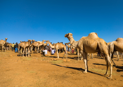 Camel market, Oromia, Babile, Ethiopia