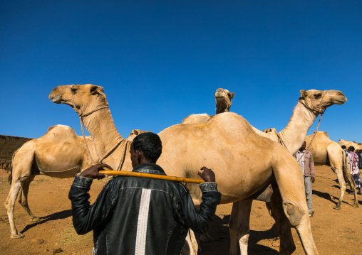 Camel market, Oromia, Babile, Ethiopia