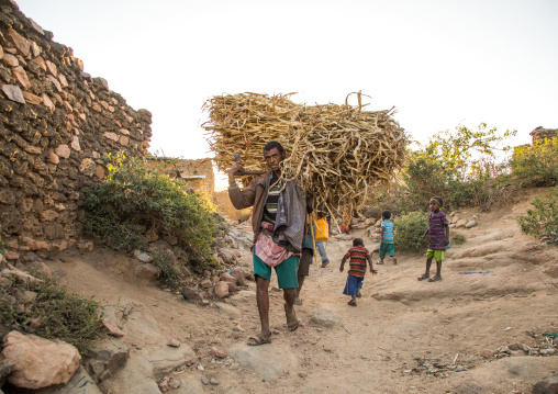 Argoba tribe man carrying a huge bale of fodder, Harari Region, Koremi, Ethiopia