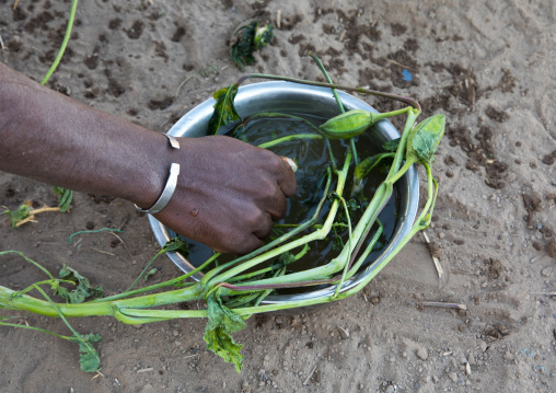 Herbs used in Afar tribe to make curly hair to the men, Afar region, Afambo, Ethiopia