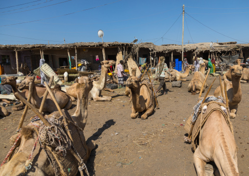 Camels resting in the market, Afar region, Assaita, Ethiopia