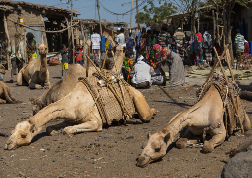 Camels sleeping in the market, Afar region, Assaita, Ethiopia