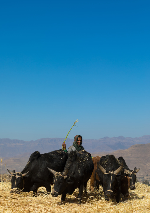 Ethiopian farmer threshing grain with bullocks, Amhara region, Lalibela, Ethiopia