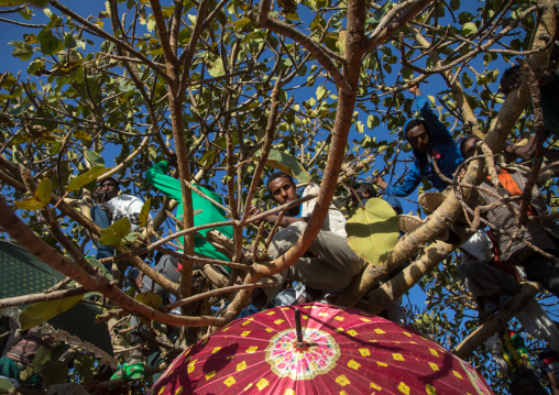 Ethiopian young men sitting in a tree to watch Timkat epiphany festival, Amhara region, Lalibela, Ethiopia