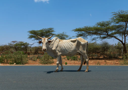 Skiny cow suffering from the drought on the road, Oromia, Yabelo, Ethiopia