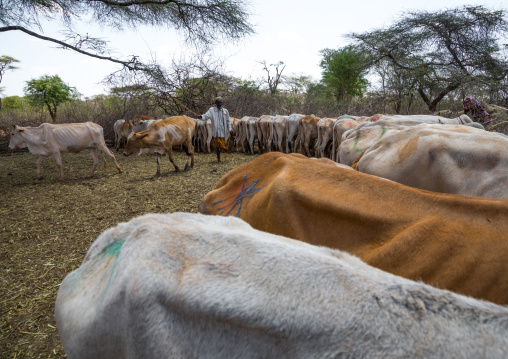 Cows suffering from the drought grouped in fences to be fed by the governement, Oromia, Yabelo, Ethiopia