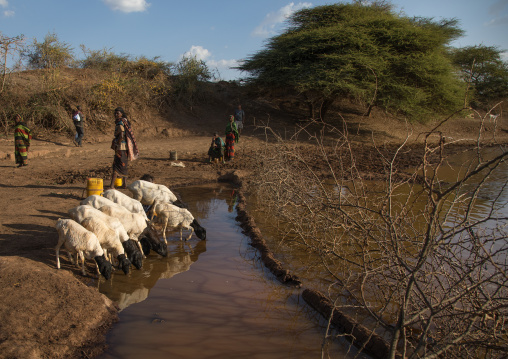 Borana women and their sheeps drinking water, Oromia, Yabelo, Ethiopia