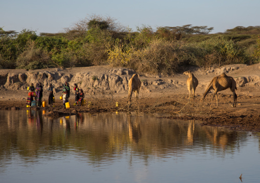 Borana tribe people filling jerricans in a water reservoir used for animals, Oromia, Yabelo, Ethiopia