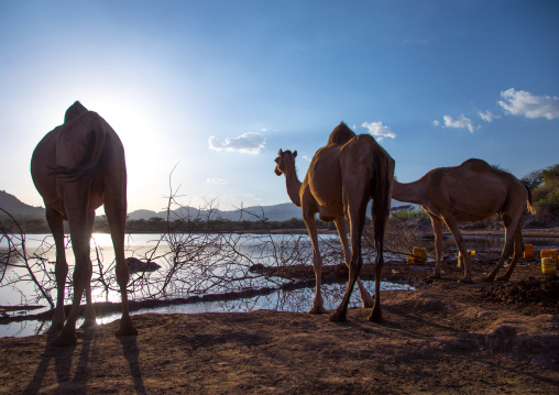 Borana women and their camels drinking water, Oromia, Yabelo, Ethiopia