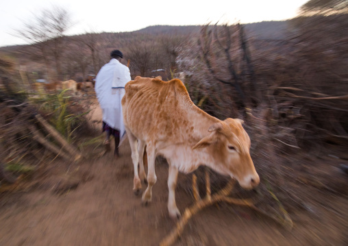 Man opening the cows fence during the Gada system ceremony in Borana tribe, Oromia, Yabelo, Ethiopia