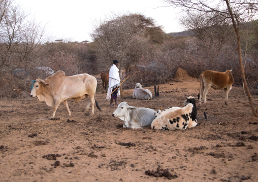 Man visiting his cows in the early morning during the Gada system ceremony in Borana tribe, Oromia, Yabelo, Ethiopia