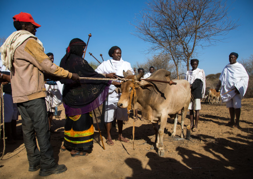 Kura Jarso blessing a bull before the slaughter during the Gada system ceremony in Borana tribe, Oromia, Yabelo, Ethiopia