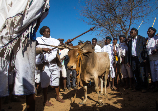 Kura Jarso blessing a bull before the slaughter during the Gada system ceremony in Borana tribe, Oromia, Yabelo, Ethiopia