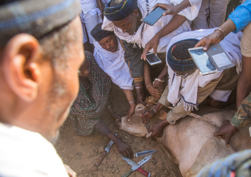 Slaughter of a bull during the Gada system ceremony in Borana tribe, Oromia, Yabelo, Ethiopia