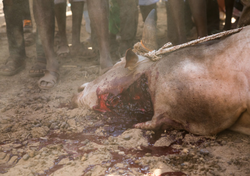 Slaughter of a bull during the Gada system ceremony in Borana tribe, Oromia, Yabelo, Ethiopia