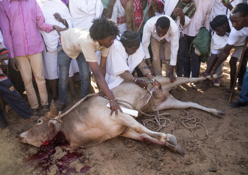 Kura Jarso cutting the genitals of a bull during the Gada system ceremony in Borana tribe, Oromia, Yabelo, Ethiopia