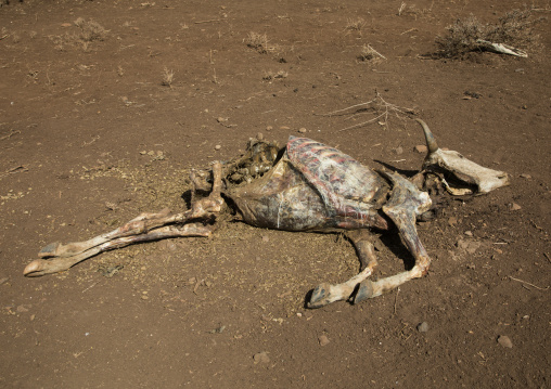 Dead cow during the drought, Oromia, Yabelo, Ethiopia