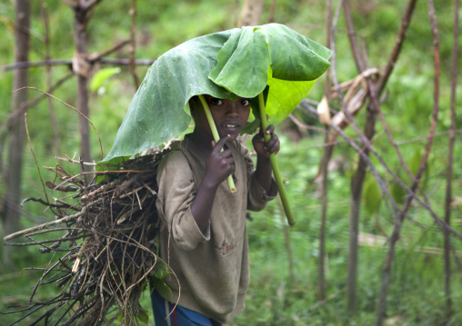 Young boy using a tree leaf as an umbrella, Yali village, Ethiopia